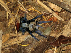 Cyriopagopus lividus