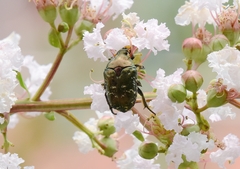 Protaetia brevitarsis