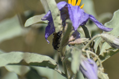 Ceropalinae