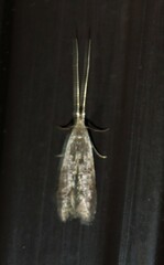 Moodna pallidostrinella