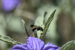 Ceropalinae