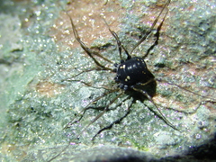 Paranemastoma quadripunctatum