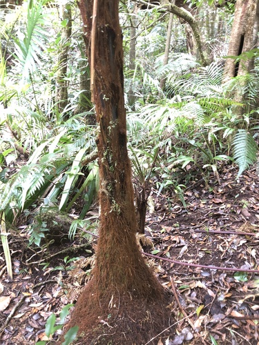 Dicksonia youngiae, photograph 3