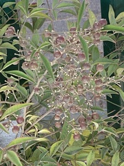 Magnoliopsida