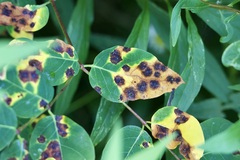 Diplocarpon