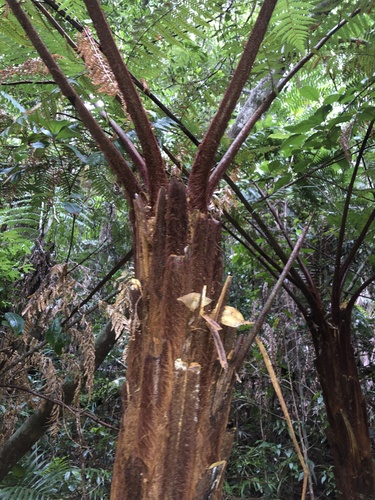 Dicksonia youngiae, photograph 4