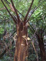 Dicksonia youngiae