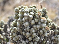 Werneria dactylophylla