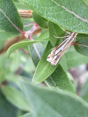 Crambus whitmerellus