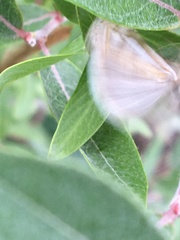 Crambus whitmerellus