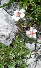 Potentilla nitida