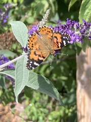 Vanessa cardui