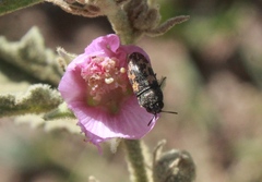Acmaeodera parkeri