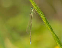 Ischnura asiatica
