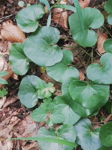 kopytník európsky (Asarum europaeum)