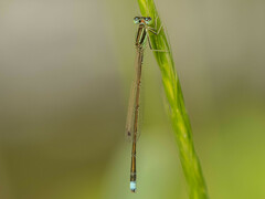 Ischnura asiatica
