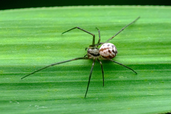 Floronia bucculenta