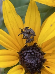 Synchlora aerata aerata