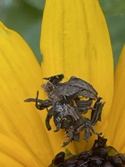 Synchlora aerata aerata