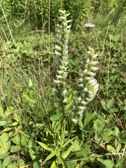 Spiranthes romanzoffiana