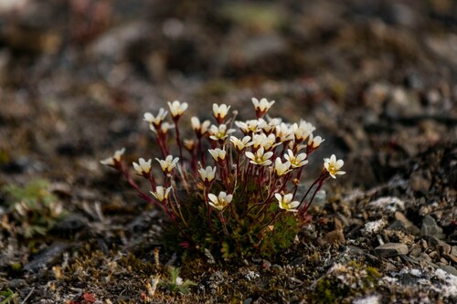 Tufted saxifrage (Saxifraga cespitosa)
