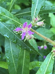 Decodon