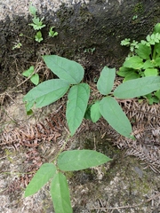 Tetrastigma hemsleyanum