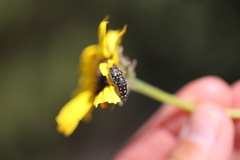 Acmaeodera bacchariphaga