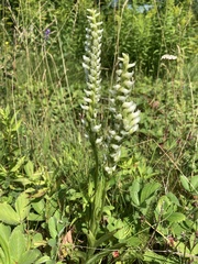 Spiranthes romanzoffiana