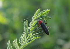 Stenosphenus sobrius