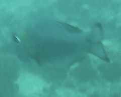 Monotaxis grandoculis