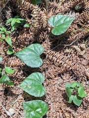 Pericampylus glaucus