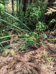Calanthe davidii