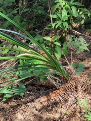 Calanthe davidii