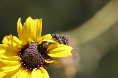 Acmaeodera bacchariphaga