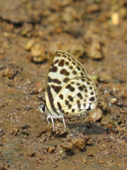 Tarucus ananda