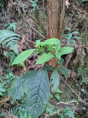 Clerodendrum fortunatum