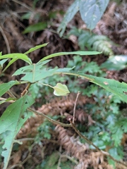 Clerodendrum fortunatum