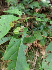 Clerodendrum fortunatum