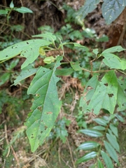 Clerodendrum fortunatum