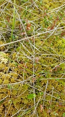 Sphagnum