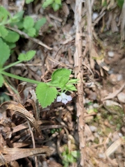 Vandellia setulosa