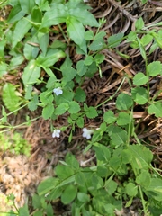 Vandellia setulosa