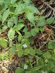 Vandellia setulosa