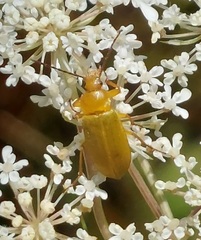 Cteniopus sulphureus