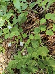 Vandellia setulosa
