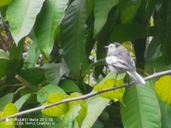 Motacilla alba