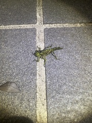 Trachyzulpha formosana