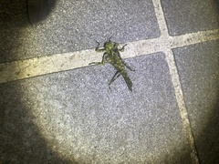 Trachyzulpha formosana