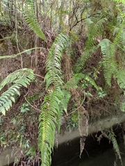 Diplopterygium glaucum